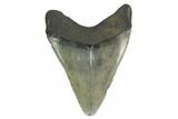 3.02" Fossil Megalodon Tooth - South Carolina - #130773-2
